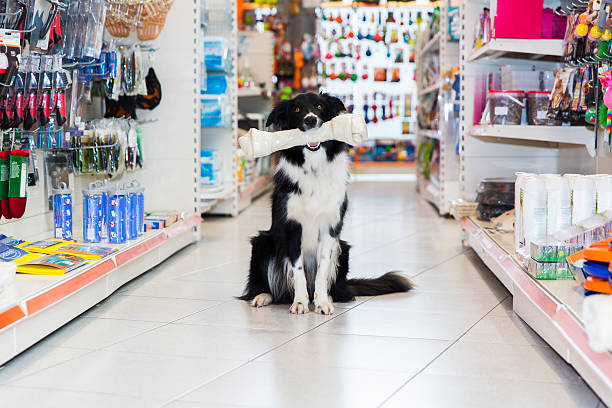 Cute Border Collie with big pet bone sitting in a pet store